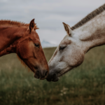 Indicadores de Bienestar Animal